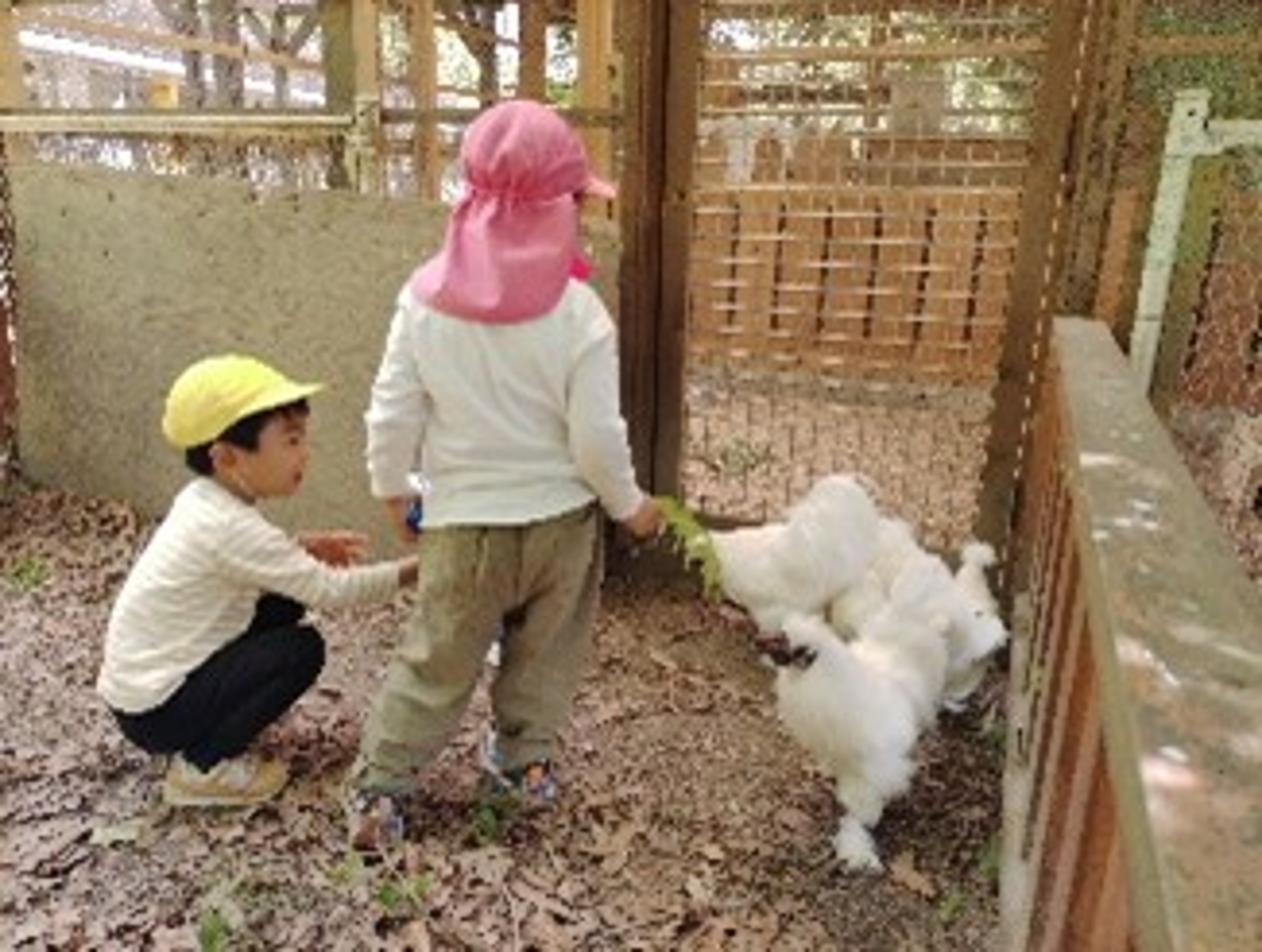 烏骨鶏とのかかわり